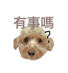 mango is a dog（個別スタンプ：6）