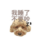 mango is a dog（個別スタンプ：10）