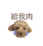 mango is a dog（個別スタンプ：11）