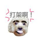 mango is a dog（個別スタンプ：13）