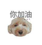 mango is a dog（個別スタンプ：15）