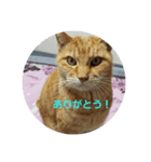 sasacat（個別スタンプ：5）