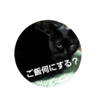 sasacat（個別スタンプ：6）