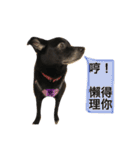 Black Enrage Dog（個別スタンプ：3）