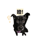 Black Enrage Dog（個別スタンプ：5）