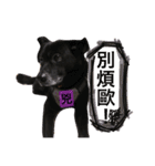 Black Enrage Dog（個別スタンプ：7）