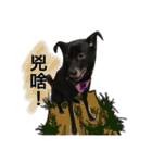 Black Enrage Dog（個別スタンプ：11）