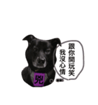 Black Enrage Dog（個別スタンプ：12）