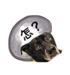 Black Enrage Dog（個別スタンプ：14）