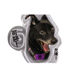 Black Enrage Dog（個別スタンプ：16）