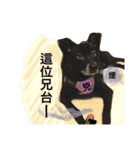 Black Enrage Dog（個別スタンプ：21）