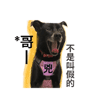 Black Enrage Dog（個別スタンプ：23）