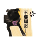 Black Enrage Dog（個別スタンプ：26）