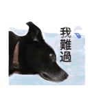 Black Enrage Dog（個別スタンプ：28）