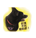 Black Enrage Dog（個別スタンプ：29）