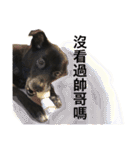 Black Enrage Dog（個別スタンプ：33）