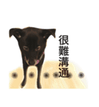 Black Enrage Dog（個別スタンプ：35）