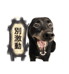 Black Enrage Dog（個別スタンプ：36）