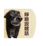 Black Enrage Dog（個別スタンプ：37）