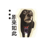 Black Enrage Dog（個別スタンプ：38）