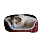 JackRussellTerrier（個別スタンプ：1）