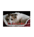 JackRussellTerrier（個別スタンプ：3）