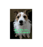 JackRussellTerrier（個別スタンプ：4）