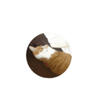 にこの仲間（個別スタンプ：4）
