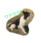 bordercollie hello（個別スタンプ：1）