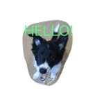 bordercollie hello（個別スタンプ：2）