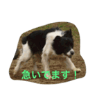 bordercollie hello（個別スタンプ：3）