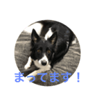 bordercollie hello（個別スタンプ：5）