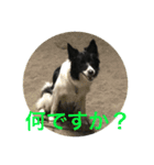 bordercollie hello（個別スタンプ：6）