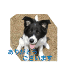 bordercollie hello（個別スタンプ：7）