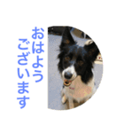 bordercollie hello（個別スタンプ：10）