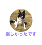 bordercollie hello（個別スタンプ：12）