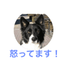 bordercollie hello（個別スタンプ：13）