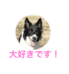 bordercollie hello（個別スタンプ：15）