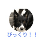 bordercollie hello（個別スタンプ：16）