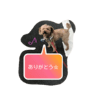 dog Kaito（個別スタンプ：3）