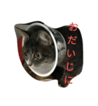 さくらちゃんの猫、日常で使える言葉（個別スタンプ：21）