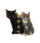 さくらちゃんの猫、日常で使える言葉（個別スタンプ：23）