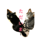 さくらちゃんの猫、日常で使える言葉（個別スタンプ：24）