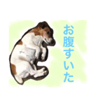 かわいこちゃん 1（個別スタンプ：4）