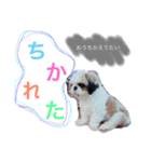 かわいこちゃん 1（個別スタンプ：14）