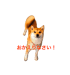 豆柴犬しえるさま 3（個別スタンプ：3）