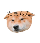 柴犬 ぶー（個別スタンプ：1）