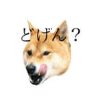 柴犬 ぶー（個別スタンプ：3）