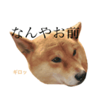 柴犬 ぶー（個別スタンプ：5）