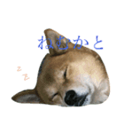 柴犬 ぶー（個別スタンプ：6）